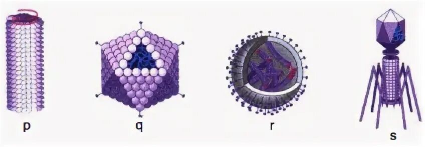 P virus