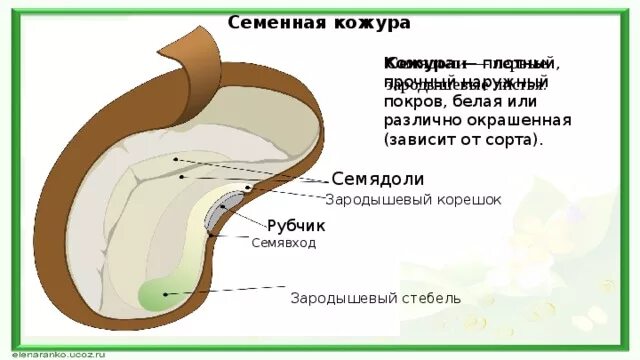 6 кожура. Семенная кожура зародышевый корешок. Семенная кожура. Кожура, рубчик, семявход. Что такое семенная кожура в биологии 6 класс.