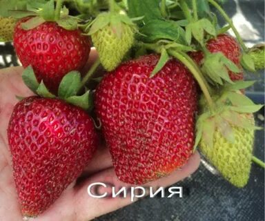 Характеристика сорта клубники сирия