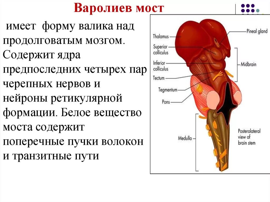 Мост мозга расположен. Строение мозга варолиев мост. Строение варолиева моста анатомия. Отделы головного мозга варолиев мост. Варолиев мост функции схемы.