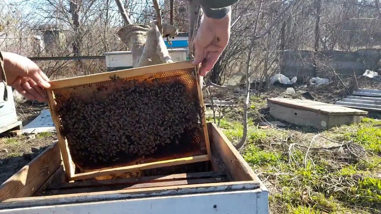 Пчелы после зимовки что делать. Весенний облет пчел. Весенняя ревизия пчелиных семей. Первый облет пчел весной. Пчелы после зимовки.