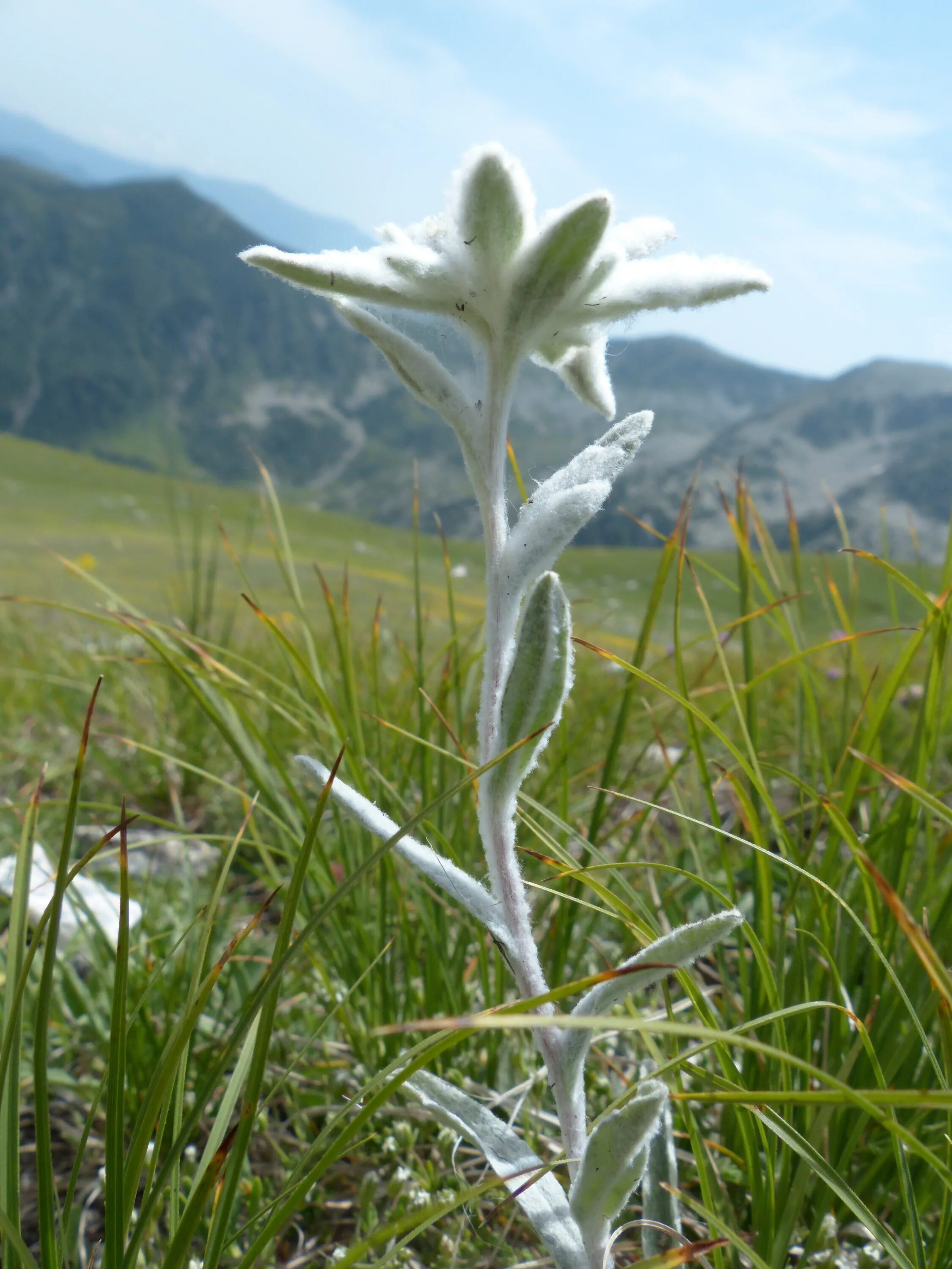 Какой тип питания характерен для эдельвейса. Эдельвейс Альпийский. Цветок Эдельвейс Альпийский. Высокогорный цветок Эдельвейс. Цветок Эдельвейс (Leontopodium).