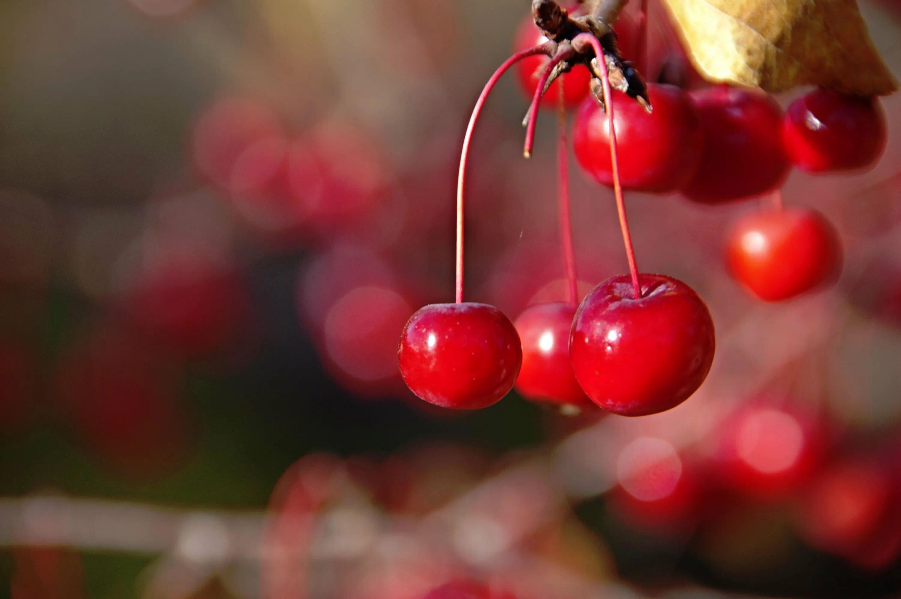 Вишня обыкновенная быстринка. Весенний дождь и цветущие деревья. Вишневый сад в цвету. Вишня подбельская. Черешня шпанка.