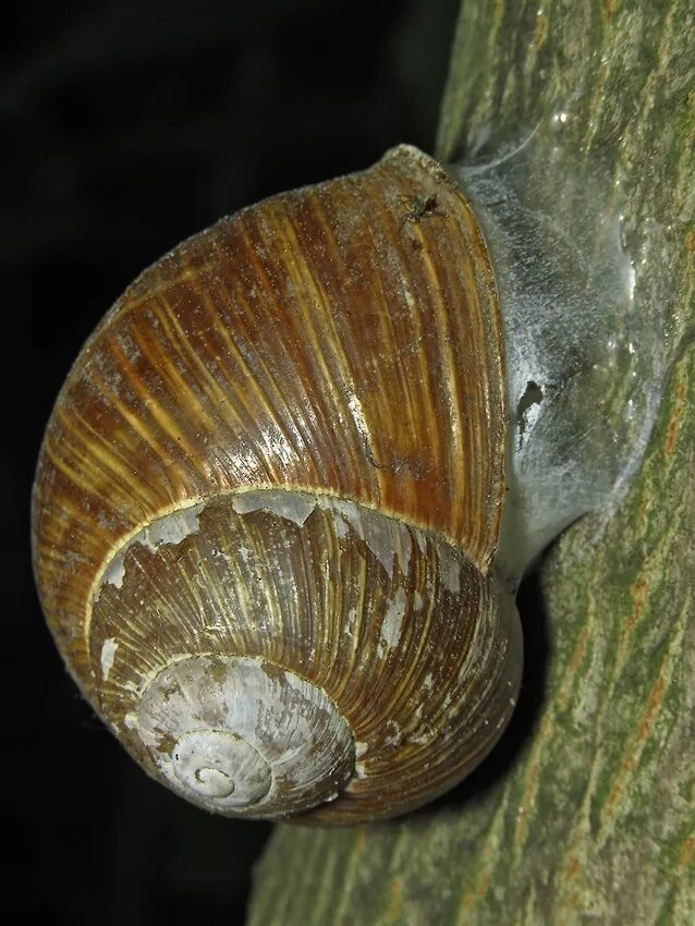 Улитка образует. Helix pomatia Виноградная улитка. Улитка Хеликс. Виноградная улитка белая. Улитка Фалариус.