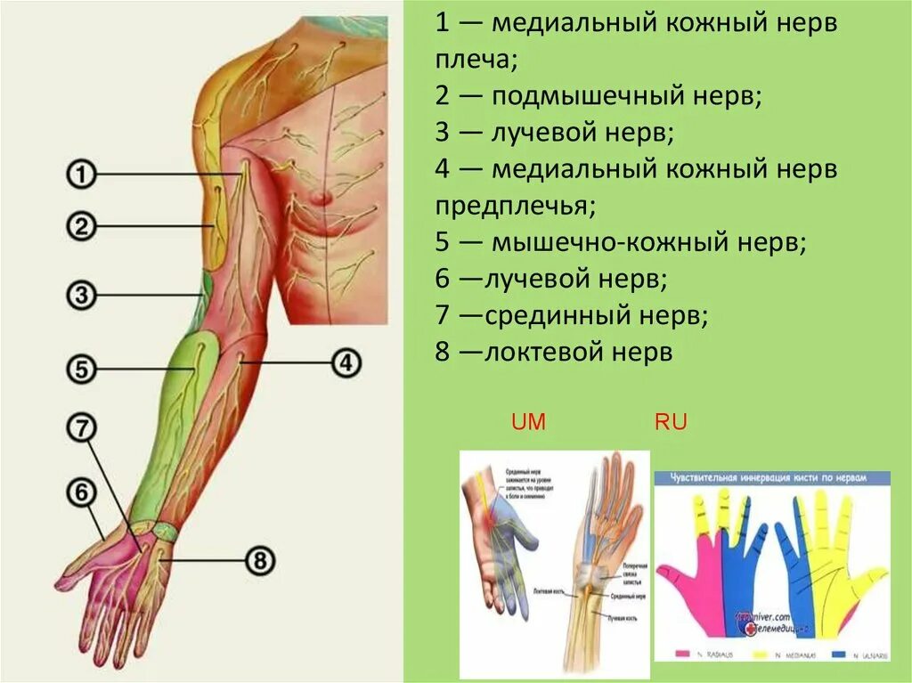 Мышечно-кожный нерв иннервирует. Анатомия подкрыльцового нерва плечевого. Мышечно кожный нерв иннервация. Латеральный кожный нерв плеча. Внутренняя поверхность плеча