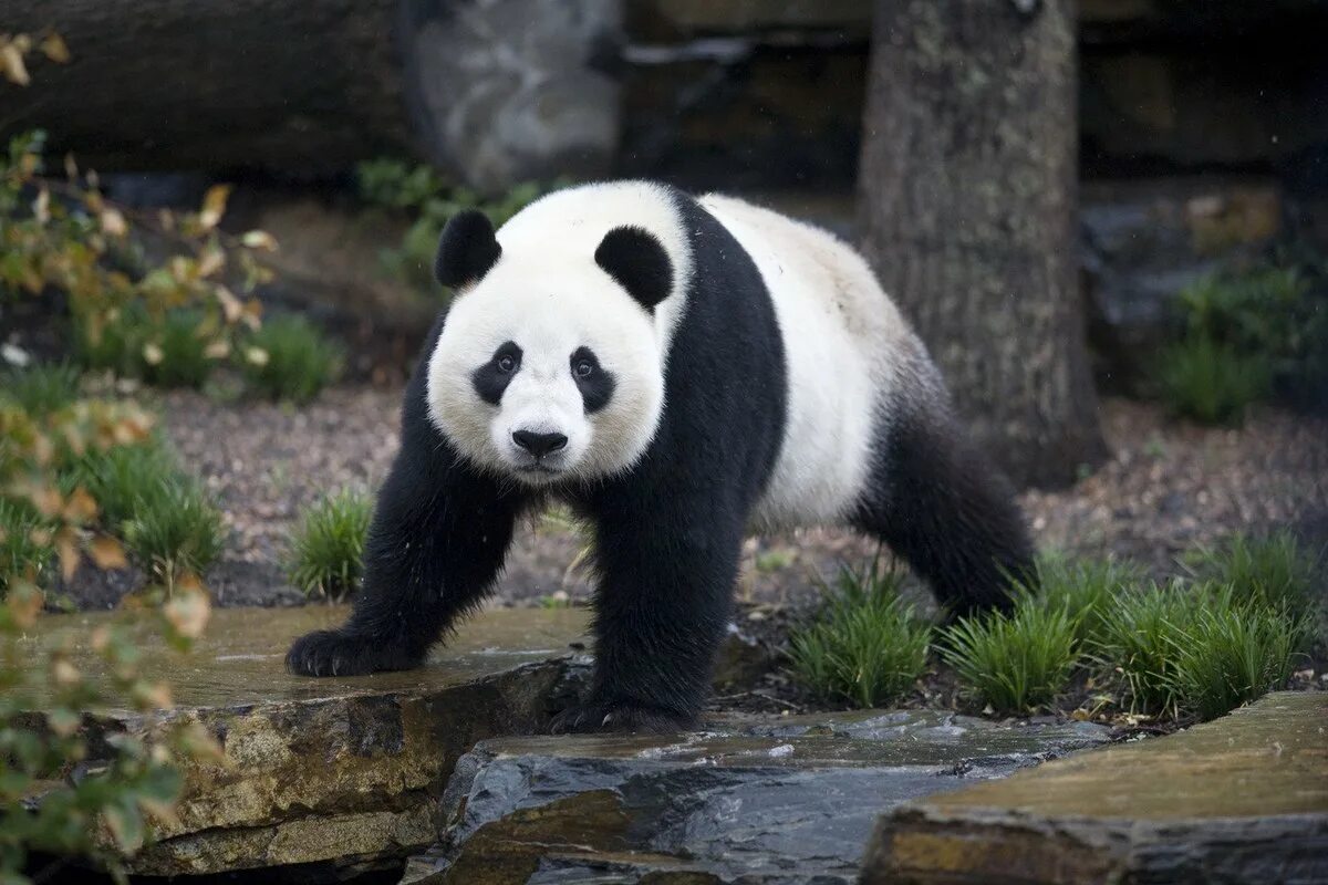 Большая Панда. Очковая Панда. Медведь Панда. Гигантская Панда. Большая панда медведь