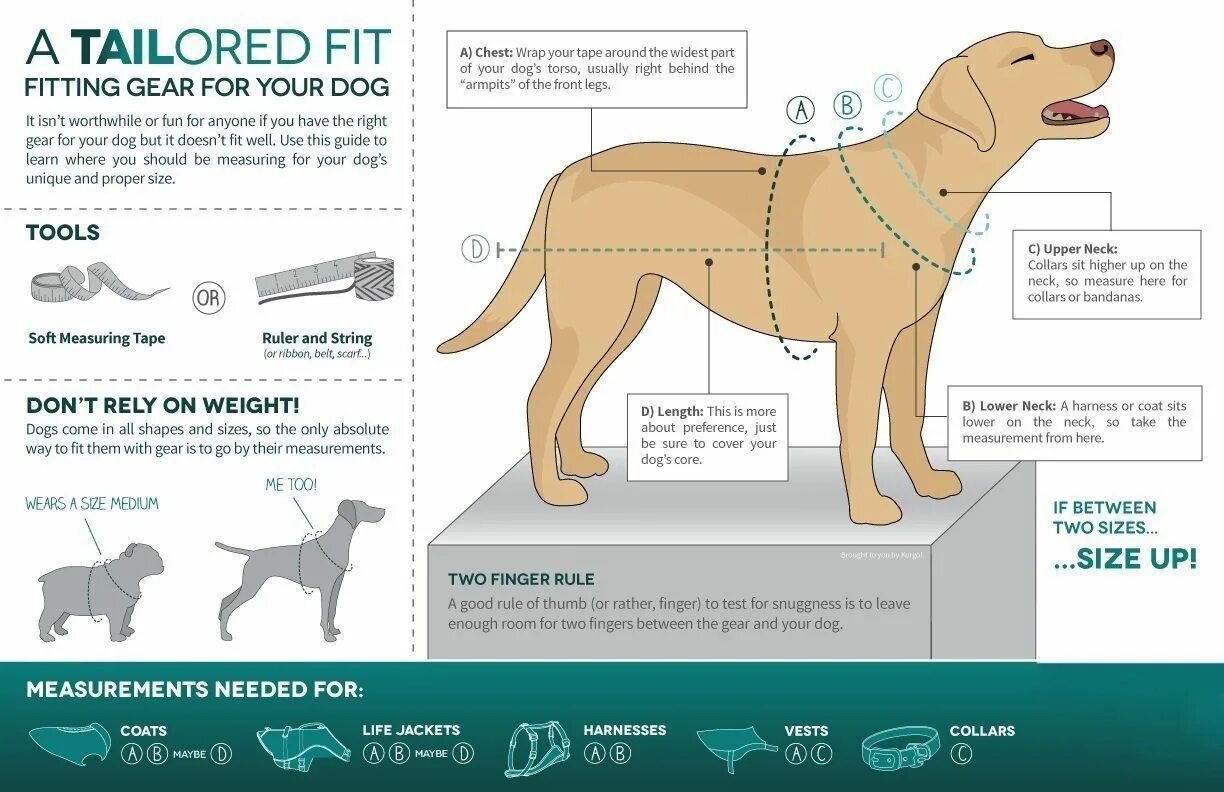 Black dog перевод на русский. Инфографика собаки. Measuring Dog Coat. Измерение собаки. Вязка породистых собак инфографика.