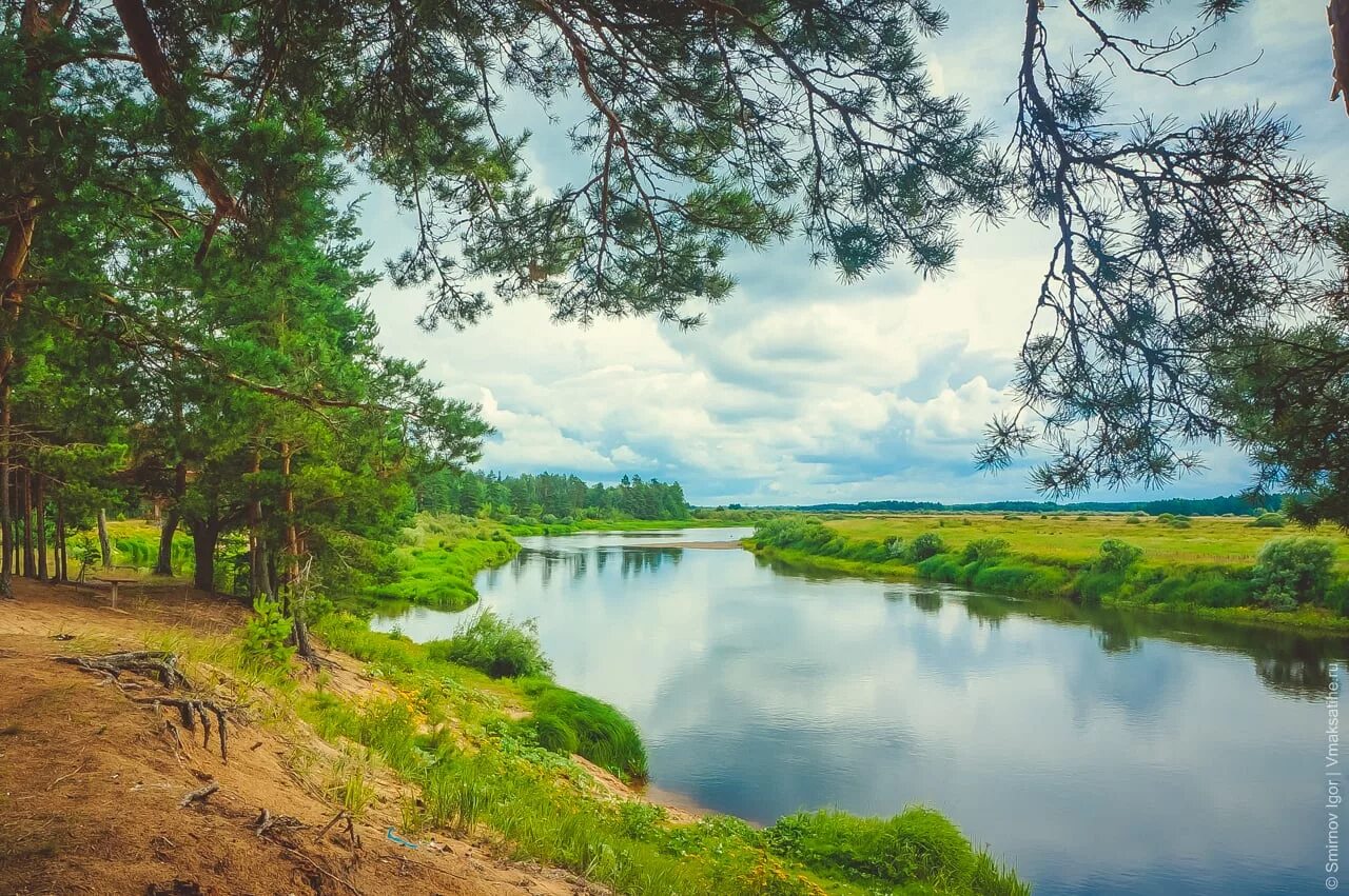 Молога притоки. Река Молога в Максатихе. Река Молога Вологодская область. Тверская обл река Молога. Река Молога Пестово.