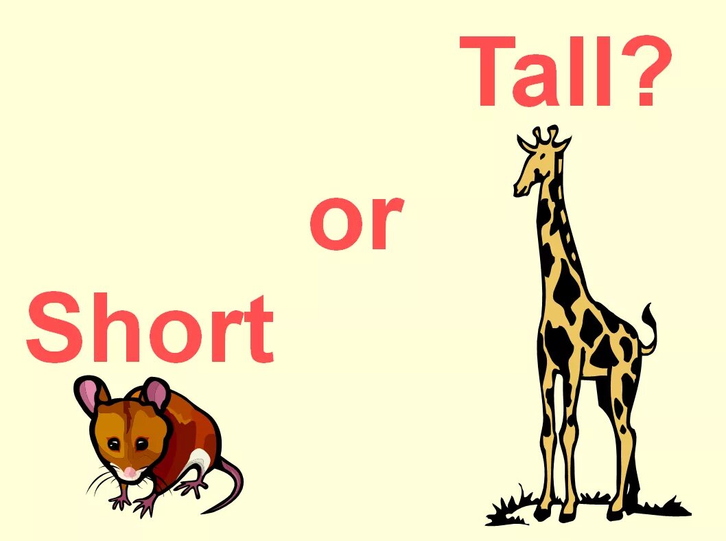 Tall short. Short Tall для детей. Картинки Tall short. Tall рисунок.