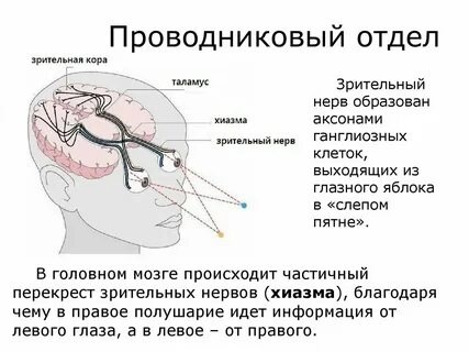Корковый отдел зрительной системы