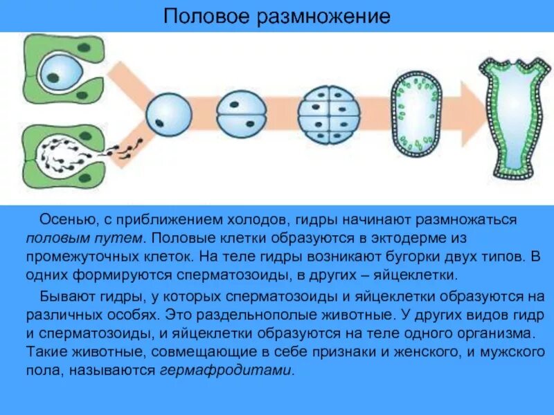 В размножении клетки принимает участие. Бесполое размножение гидры. Схема бесполого размножения гидры. Половое размножение. Половое размножение клетки.