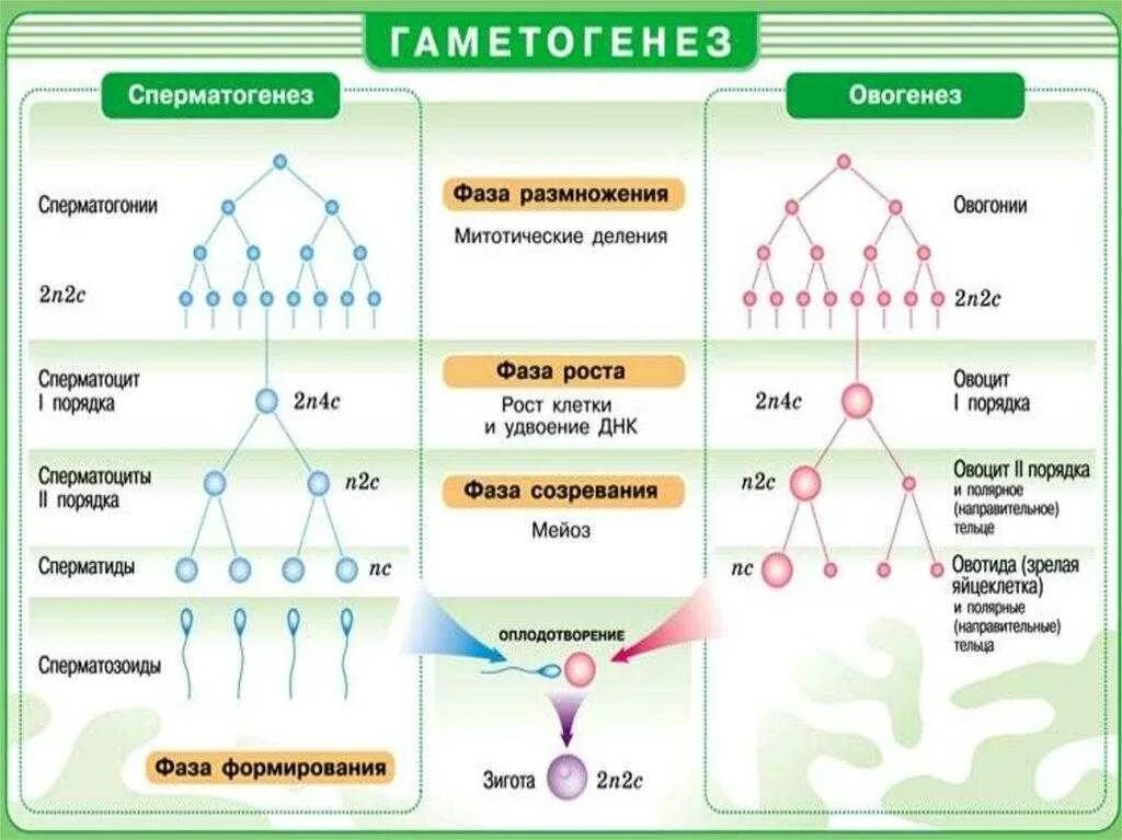 Овогенезом называется