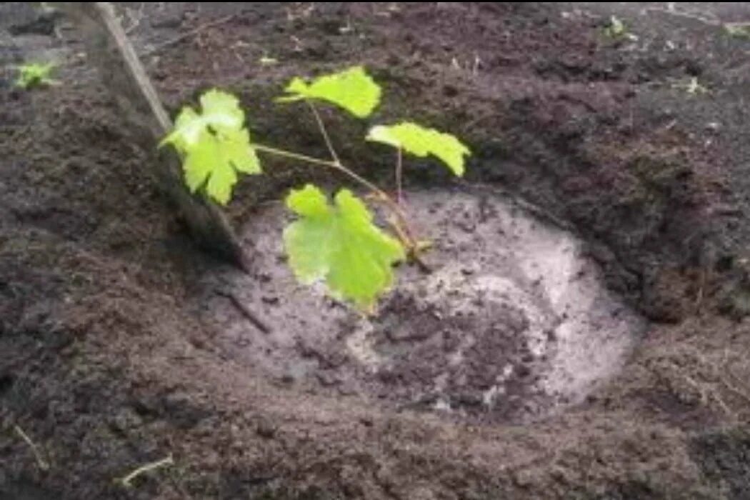 Сажаем виноград весной саженцами в открытый. Посадка винограда весной саженцами в открытый грунт. Посадка винограда в Подмосковье. Подготовка почвы для посадки винограда. Посадка однолетнего винограда.