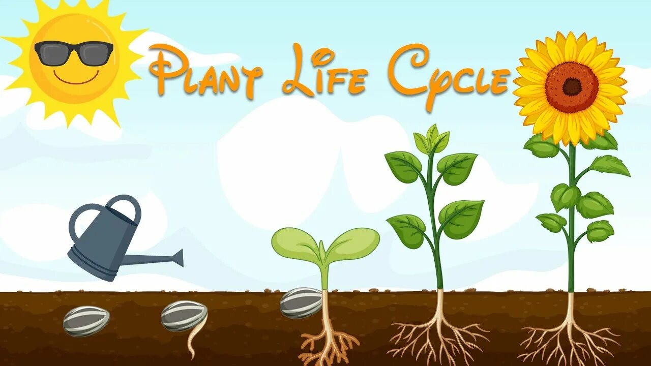 Plant video. Plant Life Cycle. Life Cycle of a Plant for children. Plant Life Cycle for Kids. Plant a Plant for Kids.