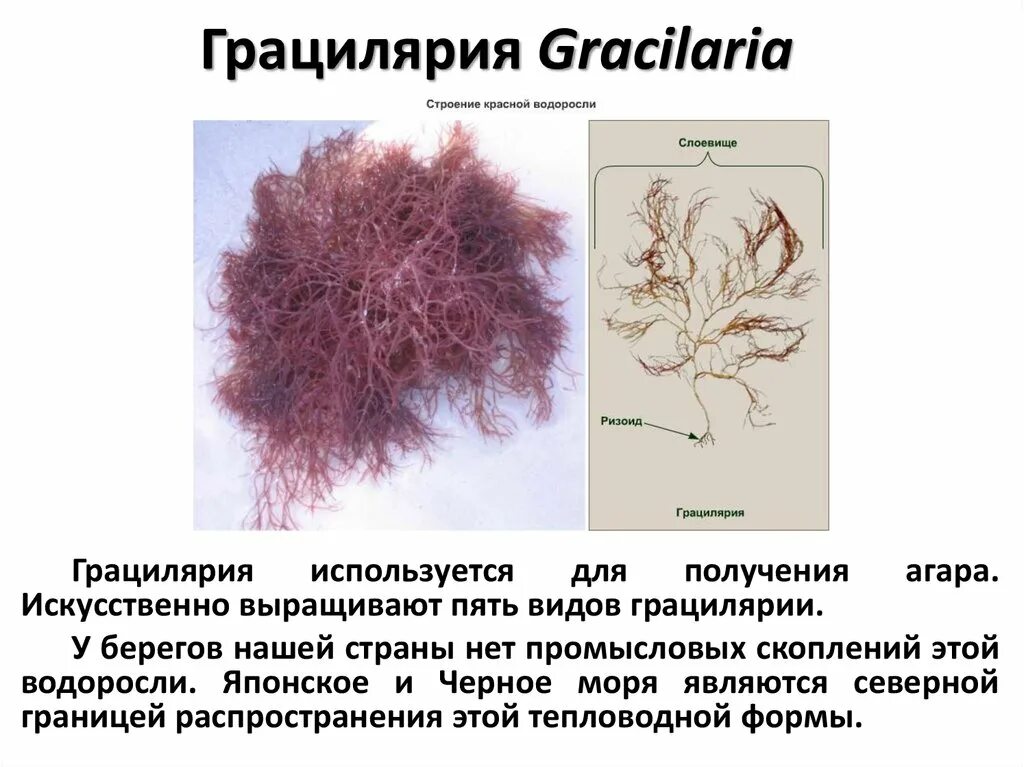 Таллома красных водорослей. Анфельция водоросль строение. Красные водоросли грациллярия. Анфельция складчатая.