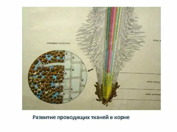 Проводящие элементы корня