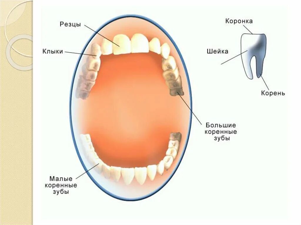 Сколько стоят зубы человека. Зубы человека. Типы зубов человека. Расположение зубов у человека. Глазной зуб.