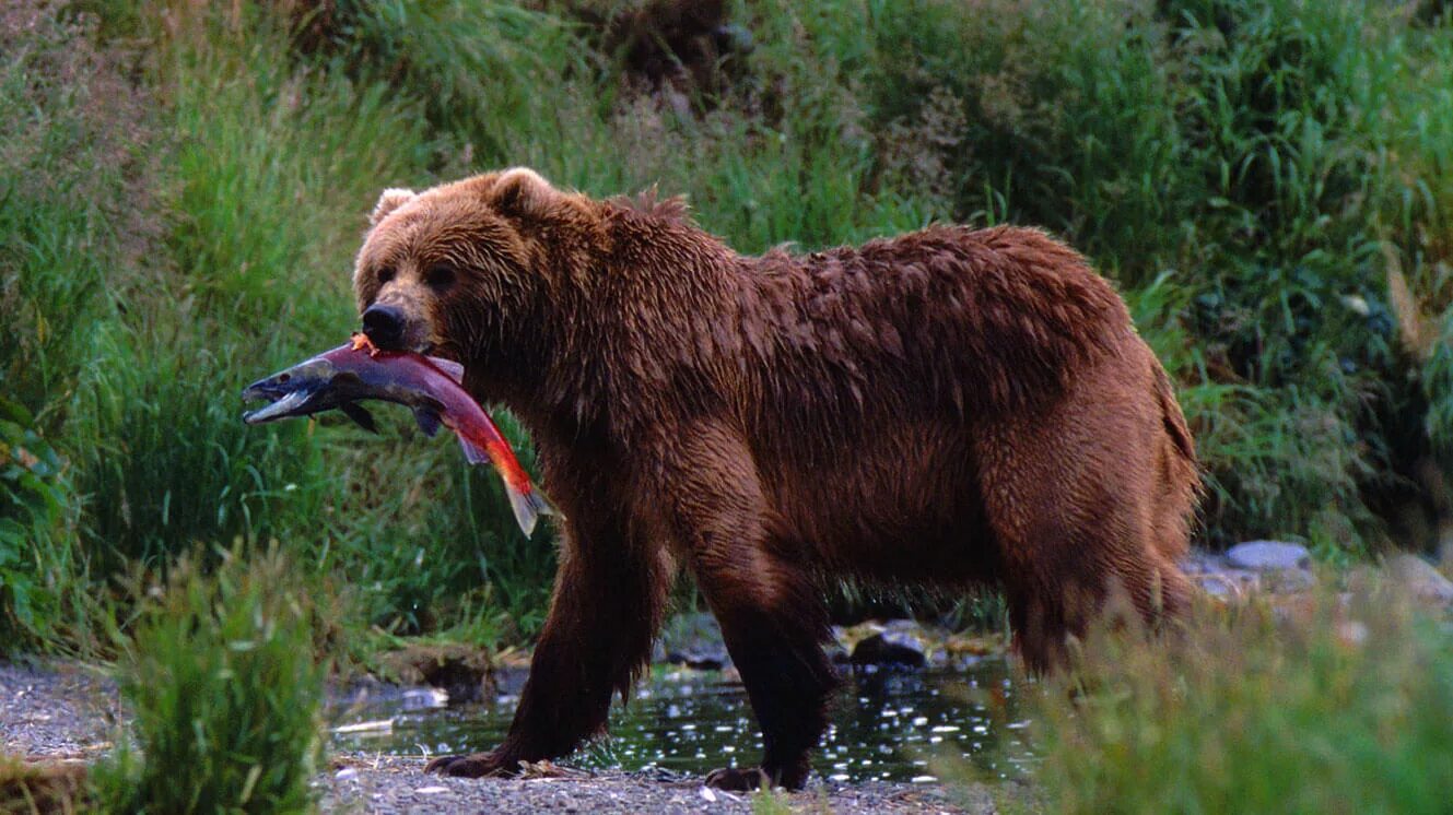 На каких обитают медведи гризли
