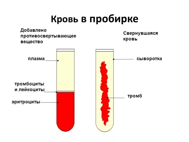 Плазма это кровь. Разница между плазмой и сывороткой крови. Отличия в получении плазмы и сыворотки крови. Чем сыворотка крови отличается от плазмы. Отличие цельной крови, плазмы и сыворотки.
