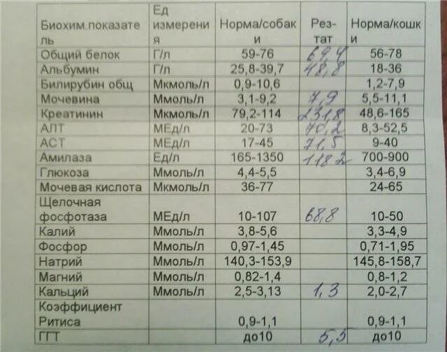 Норма анализов биохимии крови у мужчин. Биохимия крови показатели нормы для женщины. Биохимия АСТ крови показатели. Биохимический анализ крови билирубин норма.