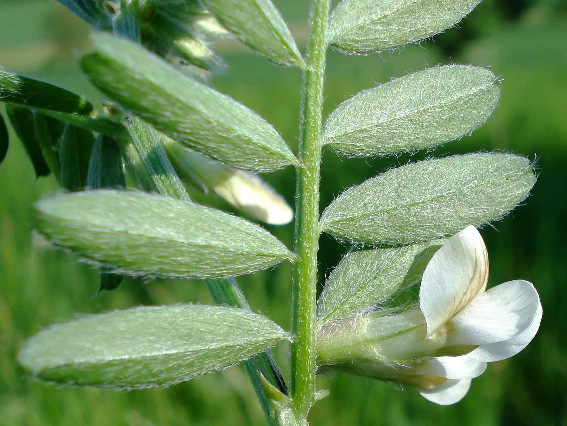 Горох тип листьев. Горошек мохнатый (vicia villosa). горошек волосистый, — vicia hirsuta. вика горошек посевной. горох посевной вика посевная.