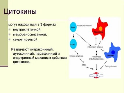 Роль цитокинов в иммунном ответе