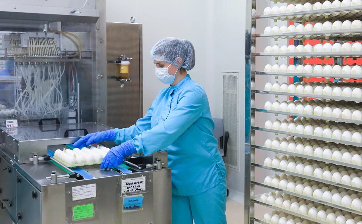 Вакцина яйца. Производство пищевых яиц. Отечественное производство. Цехи яичного производства. Производство вакцин.