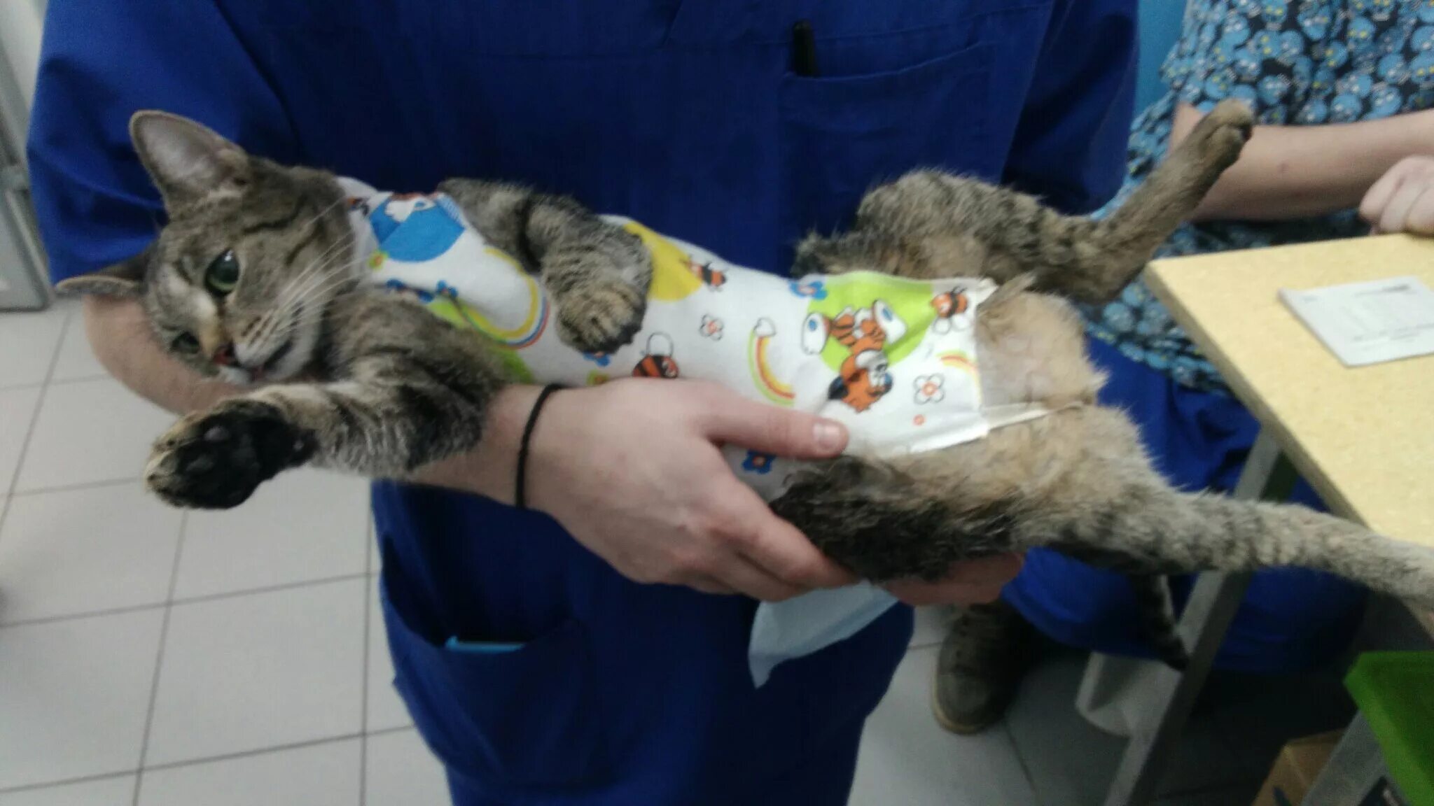 Получить кота