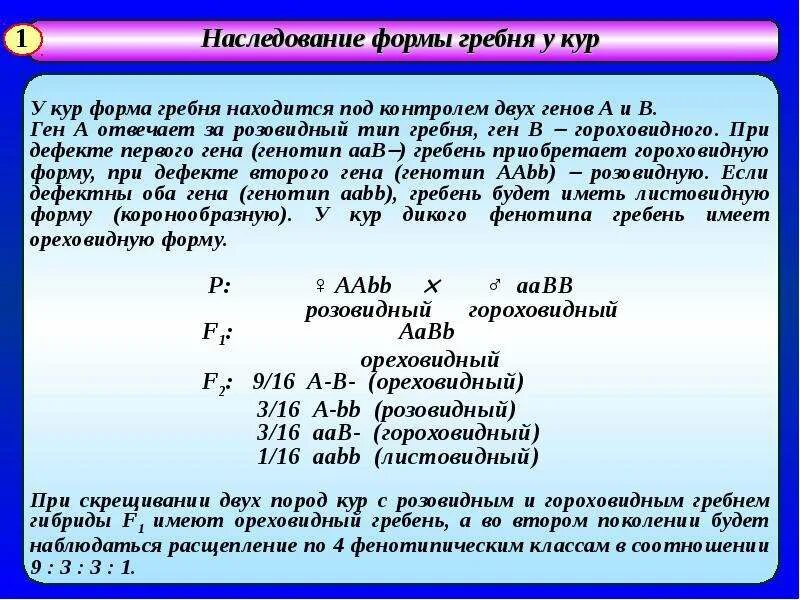 При скрещивании курицы с листовидным гребнем. Гороховидная форма гребня у кур. У кур гороховидный гребень доминирует над листовидным. Гороховидный и листовидный гребень. Ореховидный розовидный гребень.