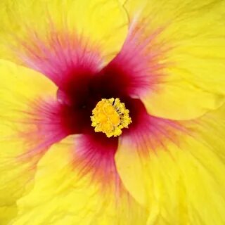 Pink and yellow