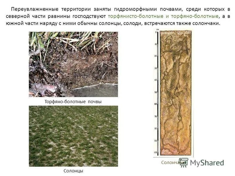 В какой природной зоне почвы сильно заболочены. Солончаки Солонцы и солоди. Солонец почва природная зона. Торфяно болотистые почвы. Солонцы профиль почвы.