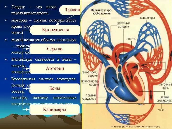 Что происходит в капиллярах малого круга. Что происходит в капиллярах малого круга
