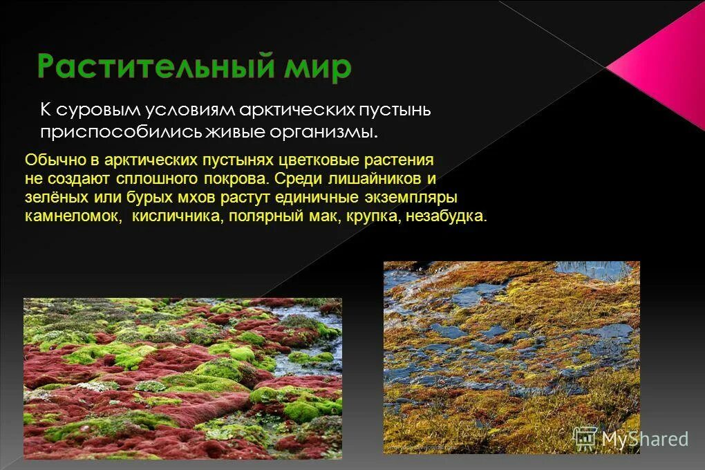 В какой природной зоне растет мох. Растительный мир арктических пустынь. Растения арктических пустынь. Арктические пустыни растения. Растительный мир арктических пустынь в России.