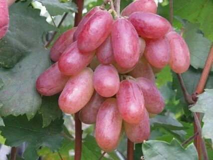 Виноград золотистый юбилей