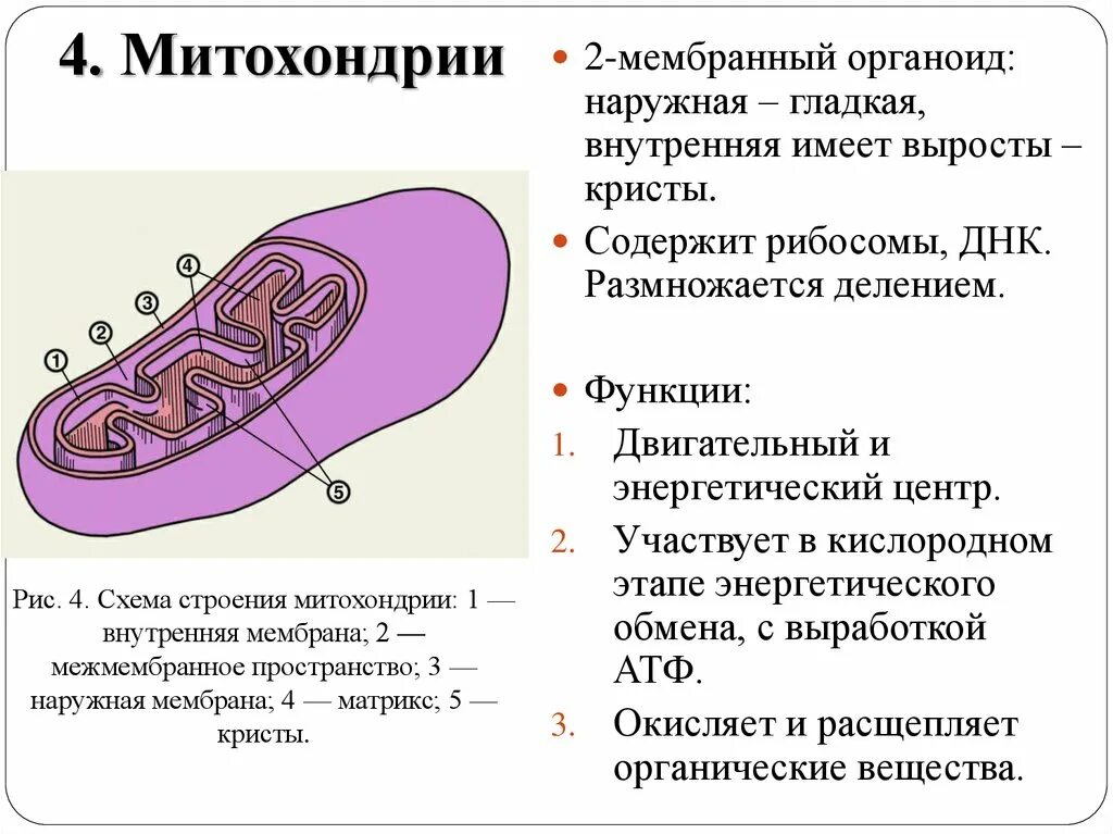 Функции митохондрий 1. Кристы митохондрий функция. Митохондрии строение и функции. Строение митохондрии. Структура митохондрии.