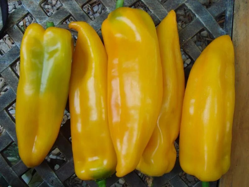 какаду перец сладкий. перец какаду желтый. перец бизон желтый /гавриш/ 0,1 г. перец какаду желтый. какаду перец сладкий.
