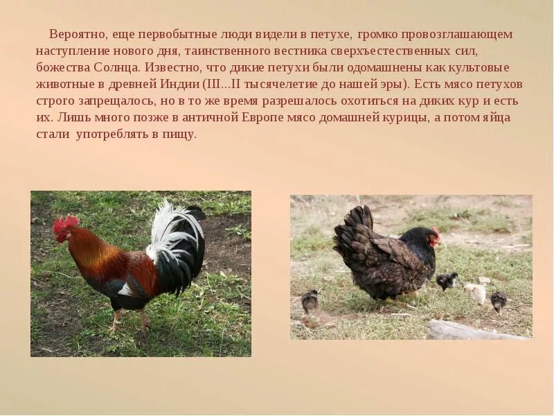 Сообщение про курицу 3 класс. Доклад о домашней птице. куры домашние реферат. сообщение про курицу домашнюю 3 класс окружающий мир. как одомашнили курицу доклад.