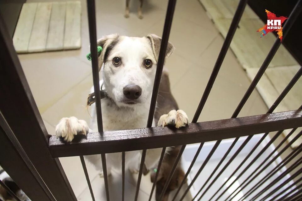 фото приюта левинки 2009 год нижний новгород. приют сострадание в нижнем новгороде волонтеры. сострадание нн приют для животных в нижнем новгороде. приют сострадание.