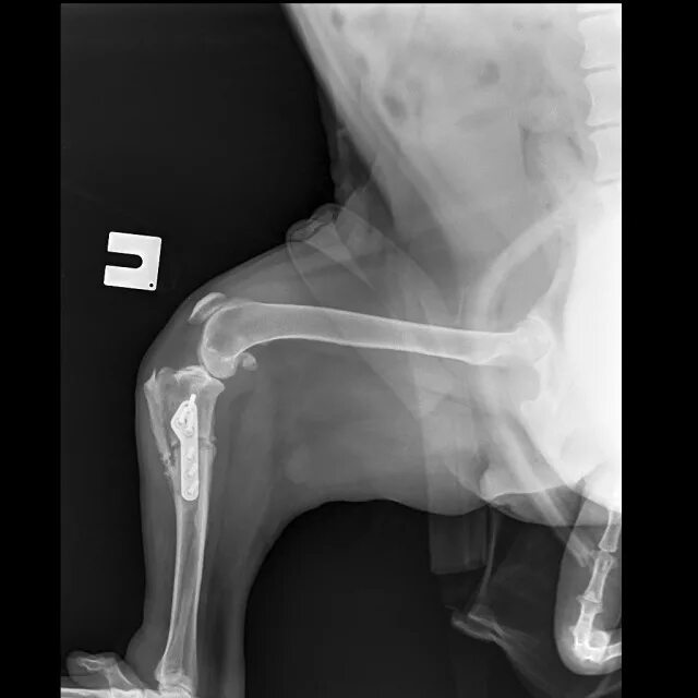 Разрыв связки у собаки. Вывих в коленном суставе у собаки на рентгене. Рентген колена у щенкк. Рентген коленного сустава собаки норма.