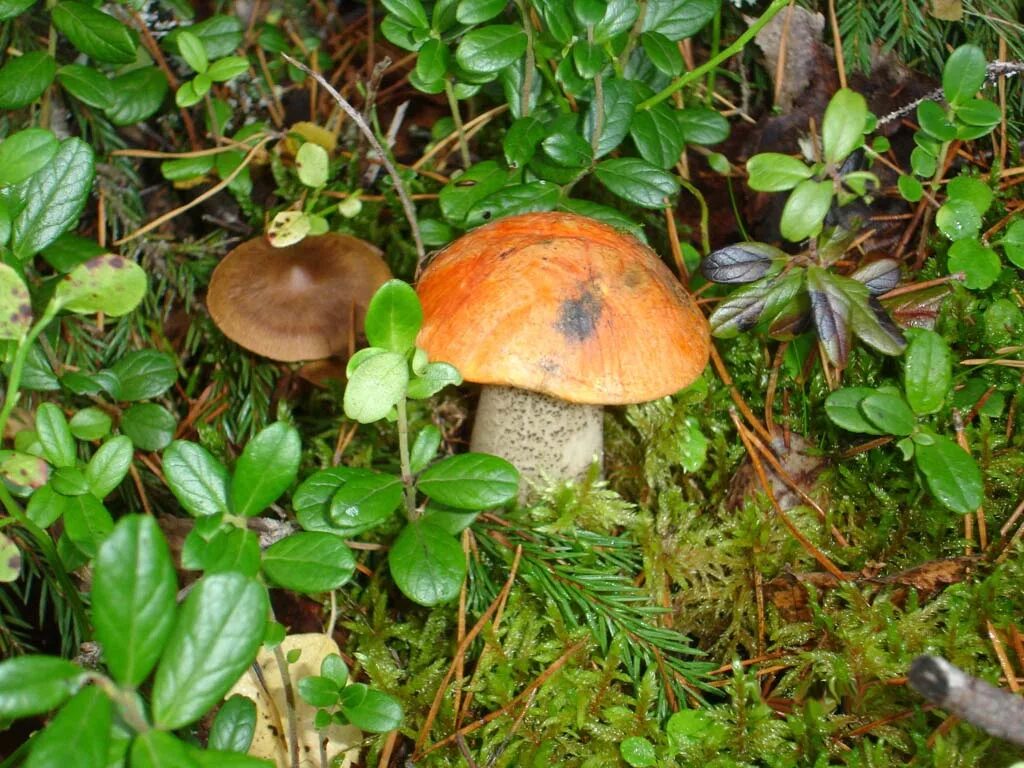 Сыроежка боровик подосиновик масленок. Сыроежка боровик подосиновик масленок. Белый гриб и подосиновик. Грибы лисички, боровик,подберезовик,сыроежка. Подосиновики подберезовики сыроежки.