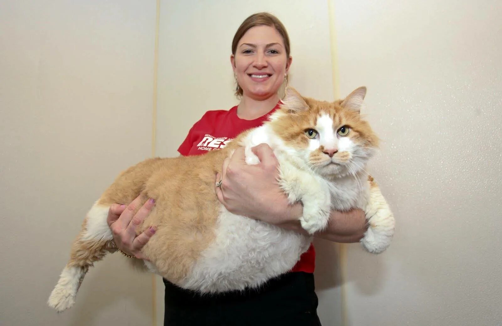 Самая большая домашняя кошка порода. Мейн кун 20 кг. Кот Мейн кун 15кг?. Самый жирный кот. Самый толстый кот в мире.