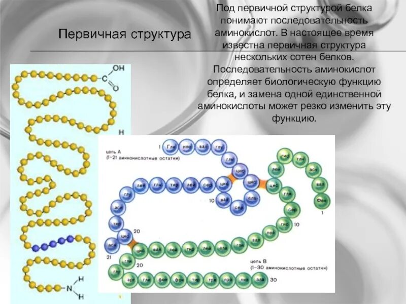 Биологическая роль и структура белка. Строение первичной структуры белка. Первичная структура цепочка аминокислот. Первичная структура белка структура. Первичная структура белка биохимия.