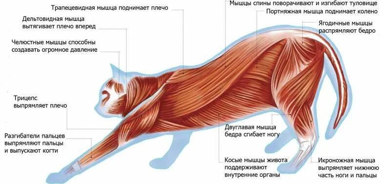 Связка кошек