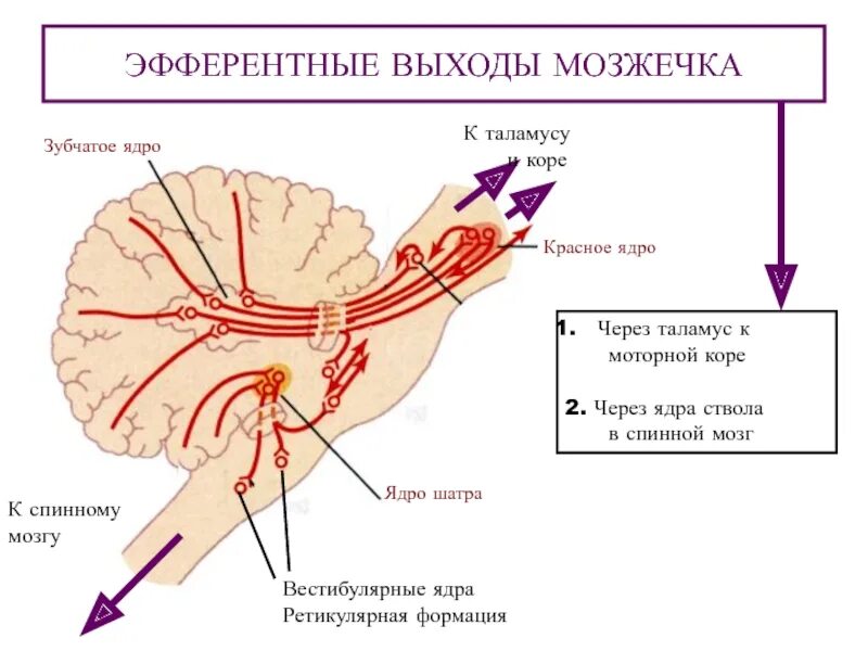 Что происходит при повреждении мозжечка. Красное ядро мозжечка. ретикулярная формация мозжечка. эфферентные волокна мозжечка. проводящие пути ретикулярной формации.