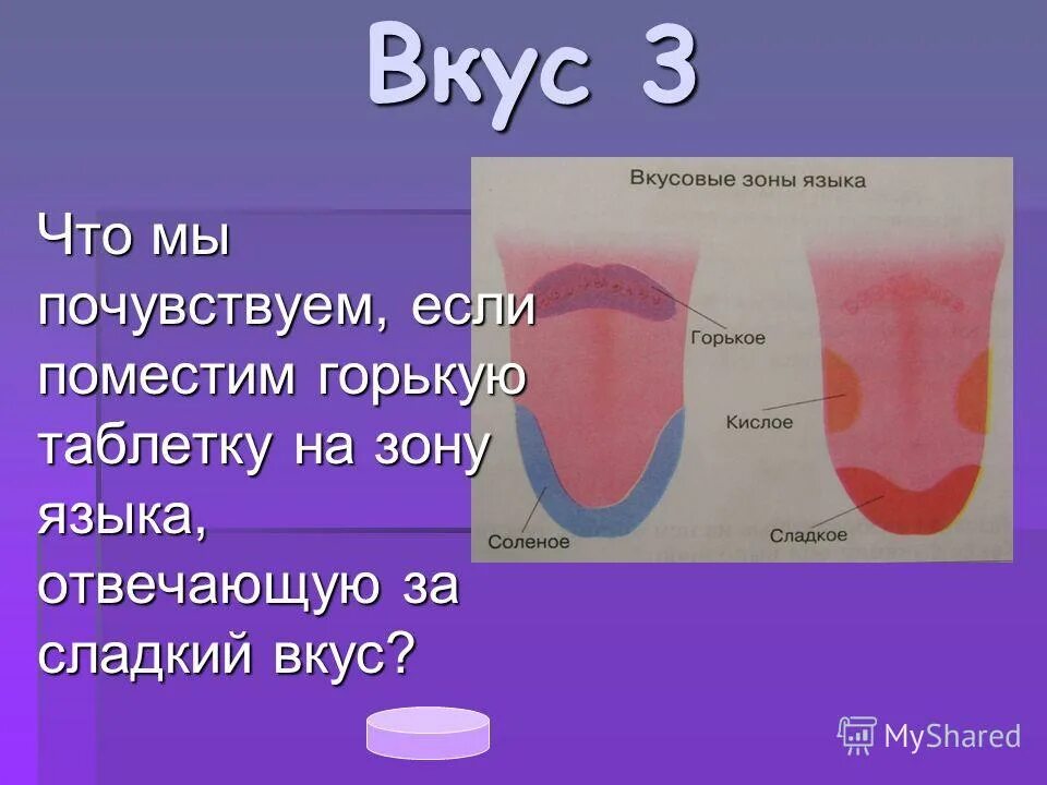 строение языка вкусовые рецепторы. вкусовые зоны языка миф. зоны восприятия вкуса на языке. вкусовые рецепторы на языке схема. расположение вкусовых рецепторов на языке.