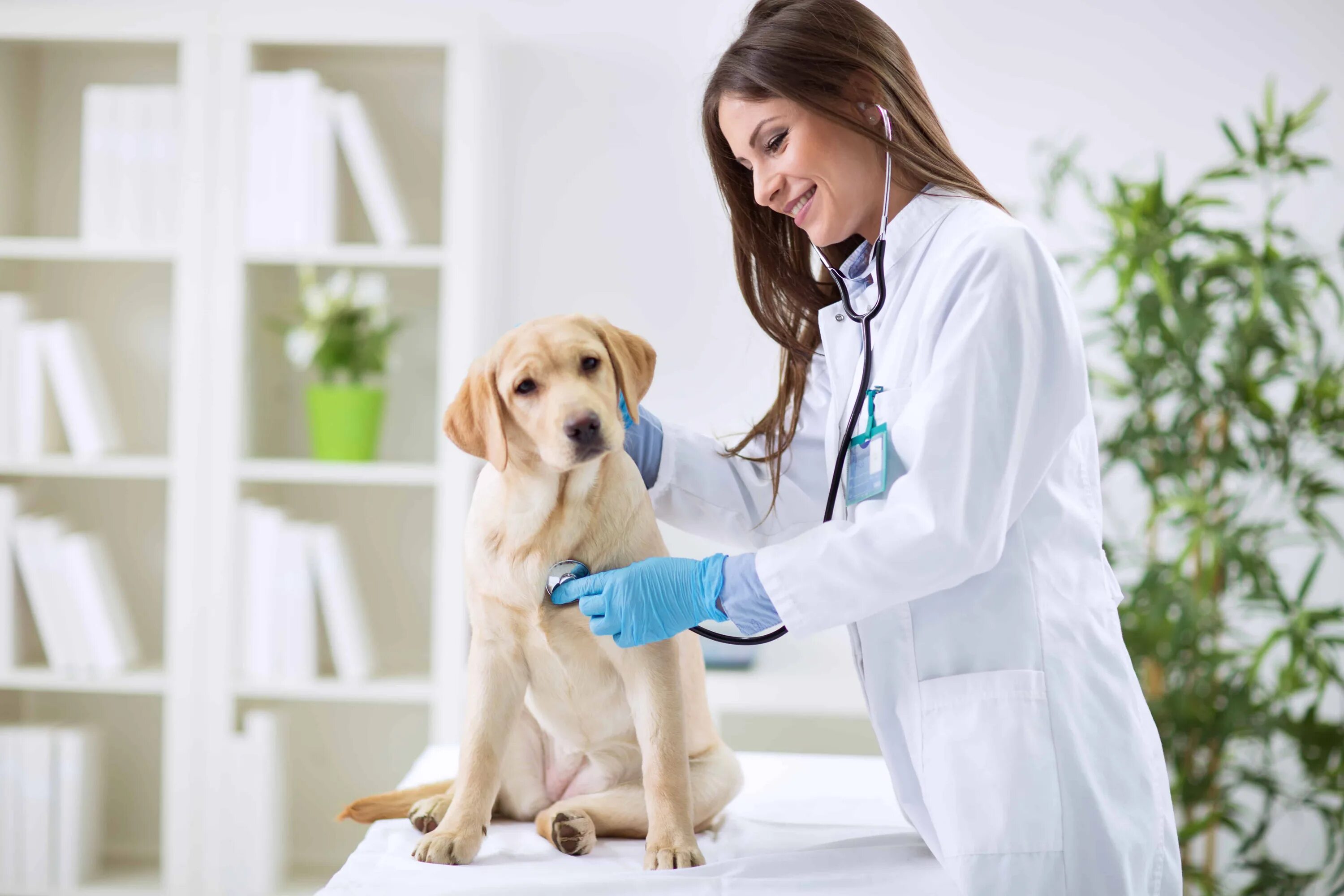 Pet clinic. Ветеринар. Профессия ветеринар. Консультация ветеринара. Ветеринарная клиника.