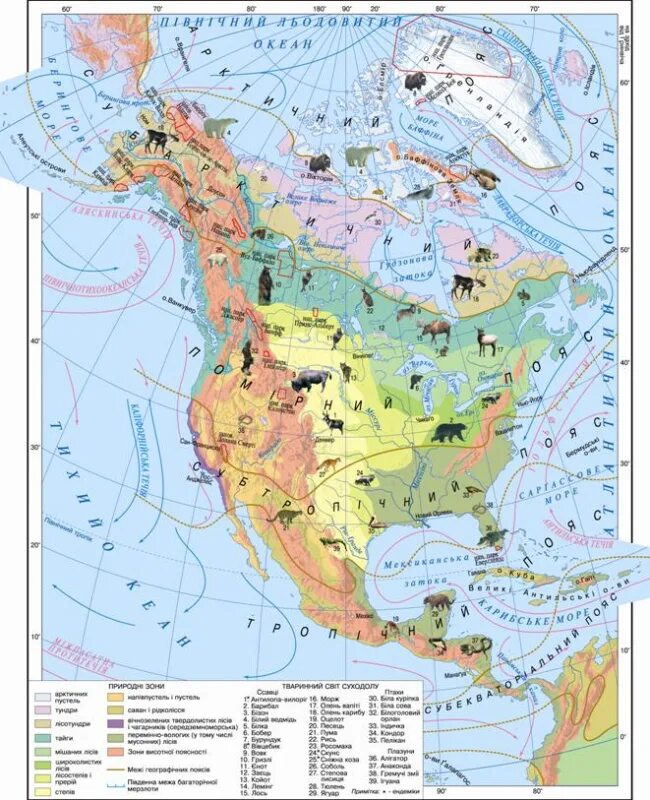 Северные материки 7 класс природные зоны. Карта природных зон Северной Америки. Карта природных зон Северной Америки 7 класс. Карта природных зон Северной Америки крупным планом. Карта природных зон Северной Америки 7 класс география.