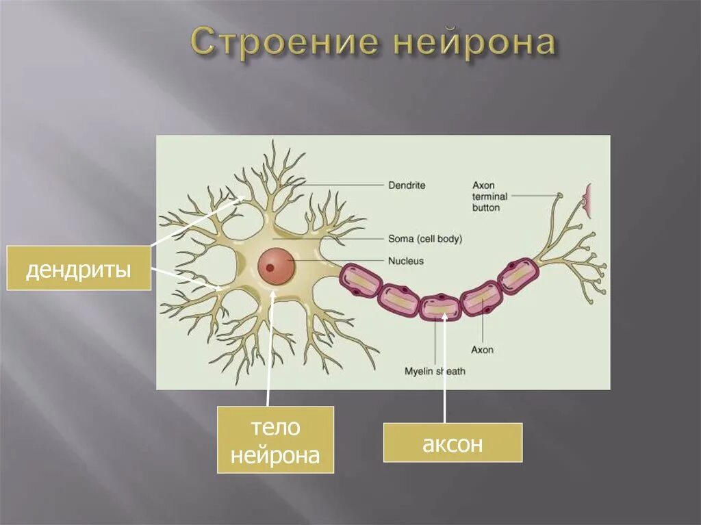 Аксон и дендрит строение и функции. Строение нейрона. строение нейрона тело аксон дендрит. строение аксона нейрона. строение нейрона рисунок.