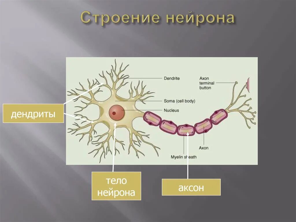 Строение нейрона. Строение нейрона тело Аксон дендрит. Строение аксона нейрона. Строение нейрона рисунок.