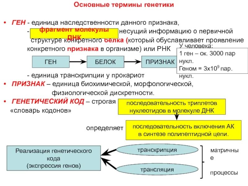 Нести ген. Ген белок признак. ген единица наследственности. схема реализации наследственной информации. реализация генетической информации в признак.